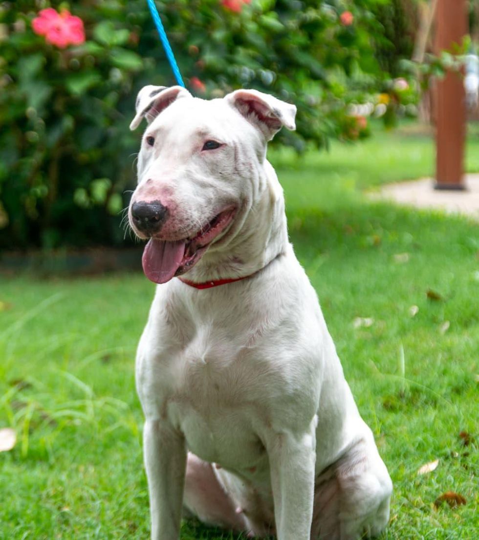 Pet of the week - Lola bull terrier