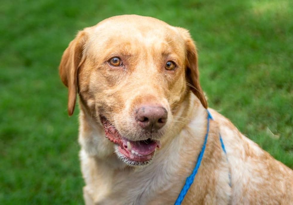Pet of the week - Lola retriever