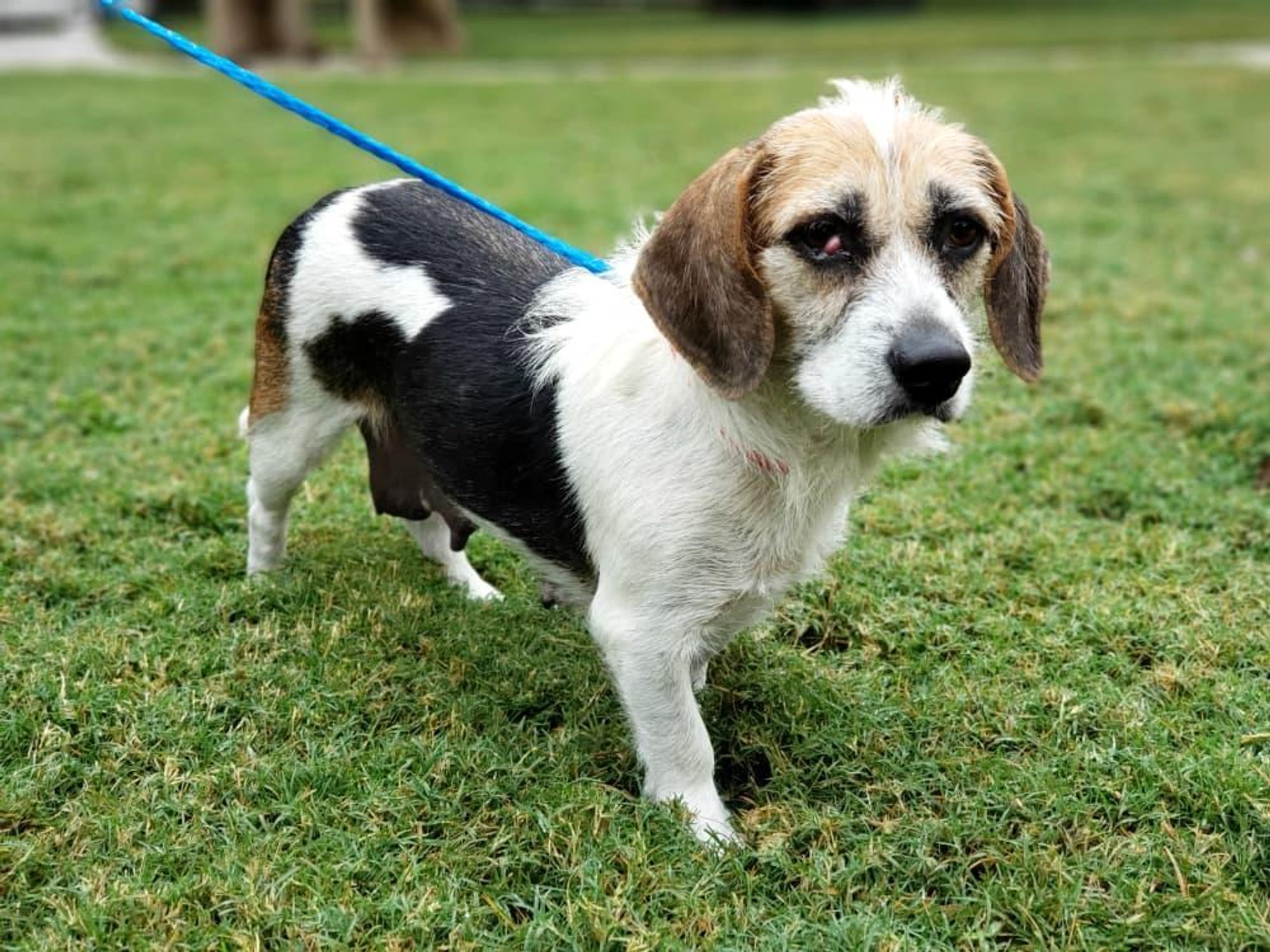 Pet of the week - Lucy beagle mix
