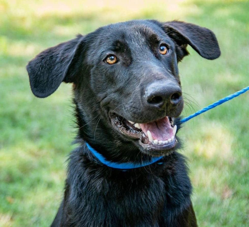 Pet of the week - Mario retriever