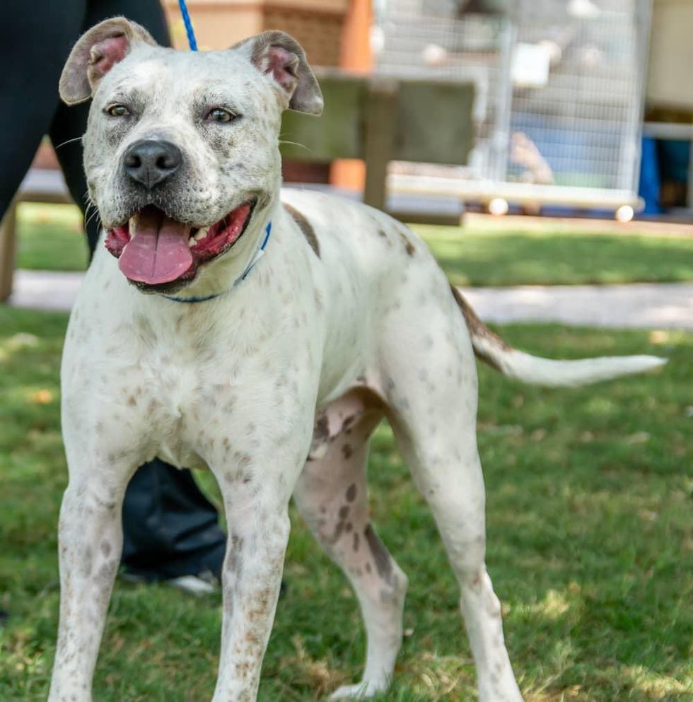 Pet of the week - Raymond