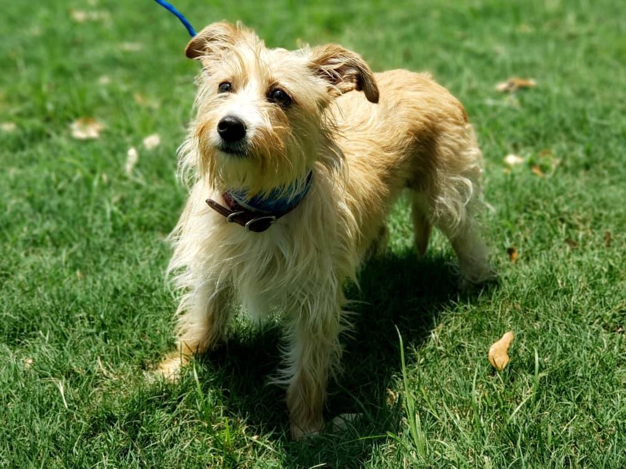 Pet of the week - Romeo terrier