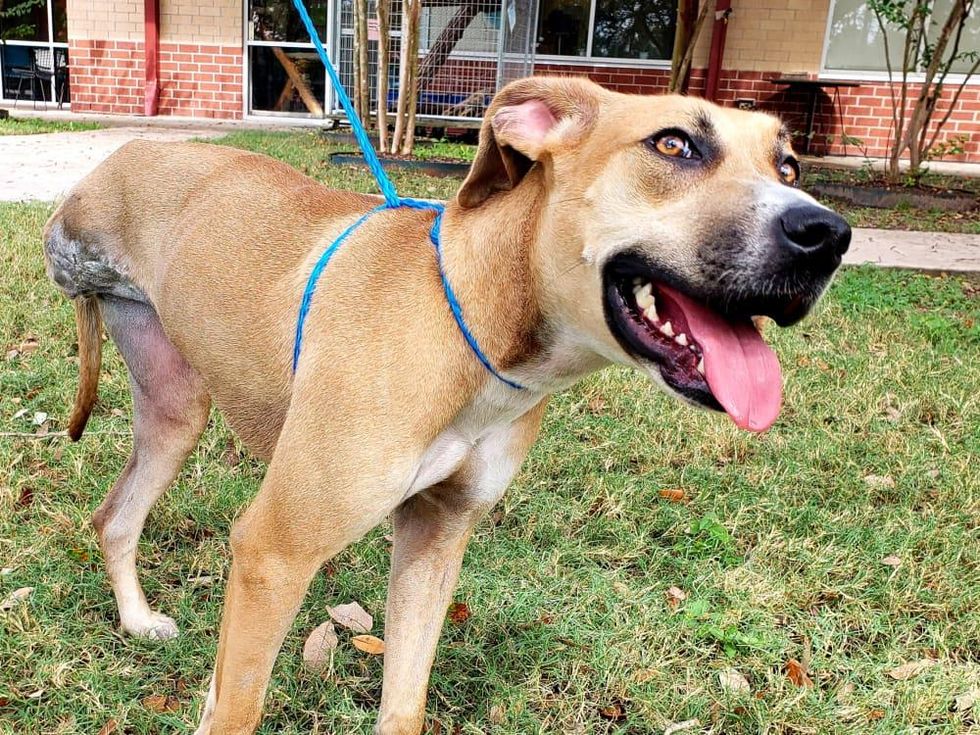 Pet of the week - Sally retriever special needs