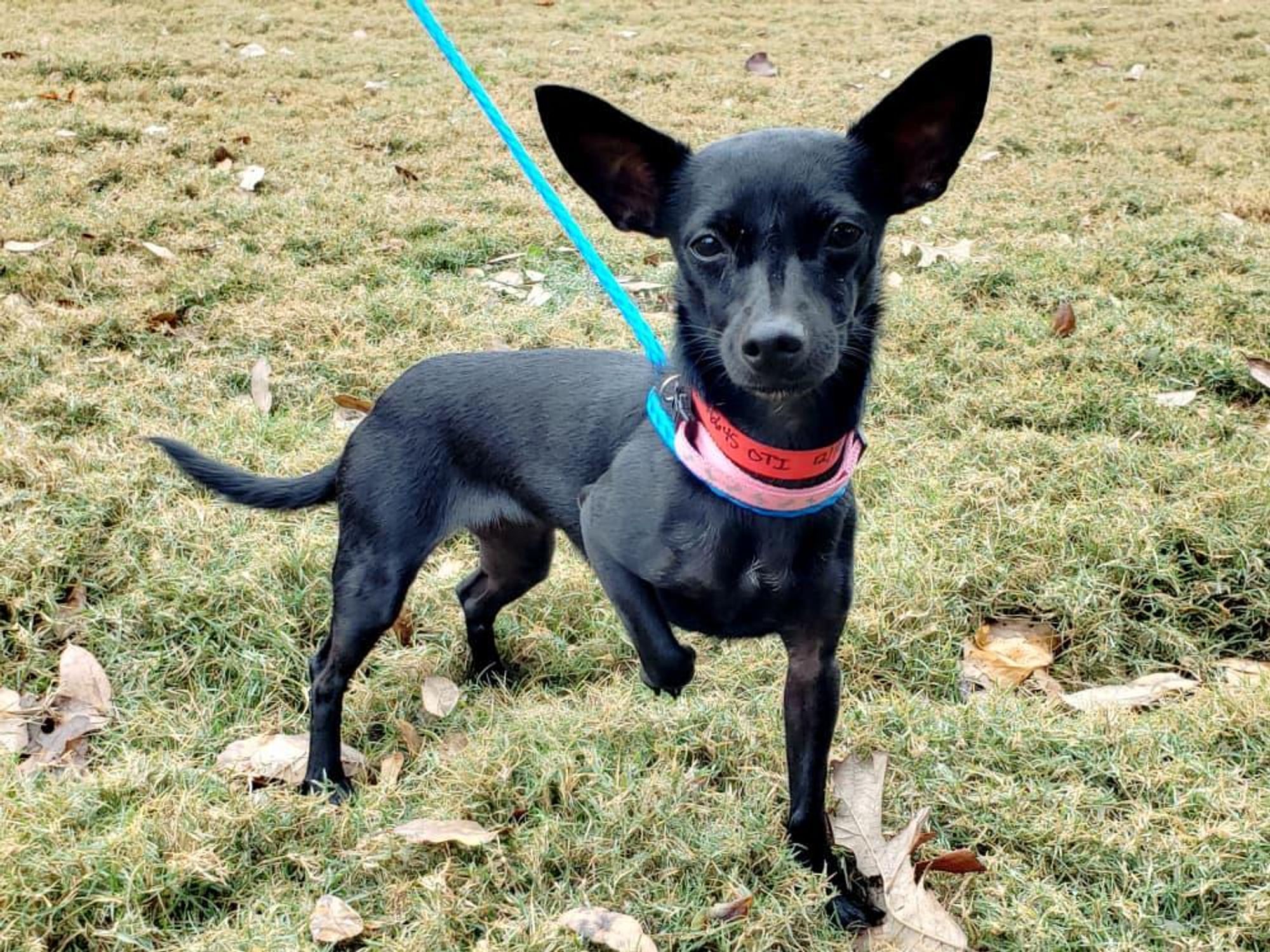 Pet of the Week - Trixie Chihuahua