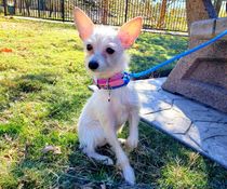 Meet Winnie, the charming Chihuahua mix, CultureMap's pet of the week -  CultureMap Houston