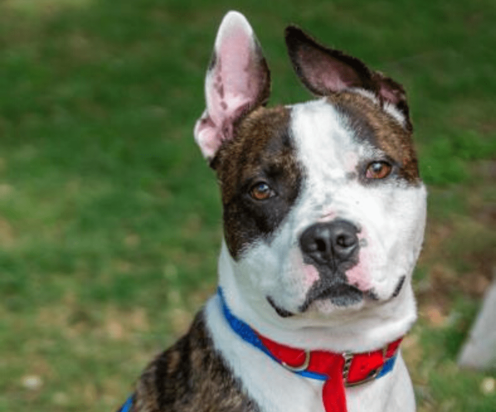 Pet of the week - Winston