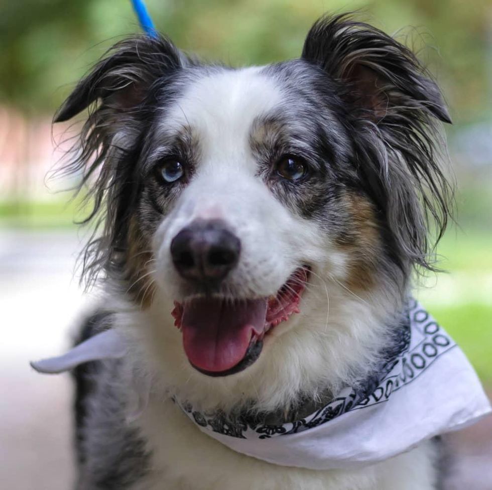 Pet of the Week - Zader Aussie