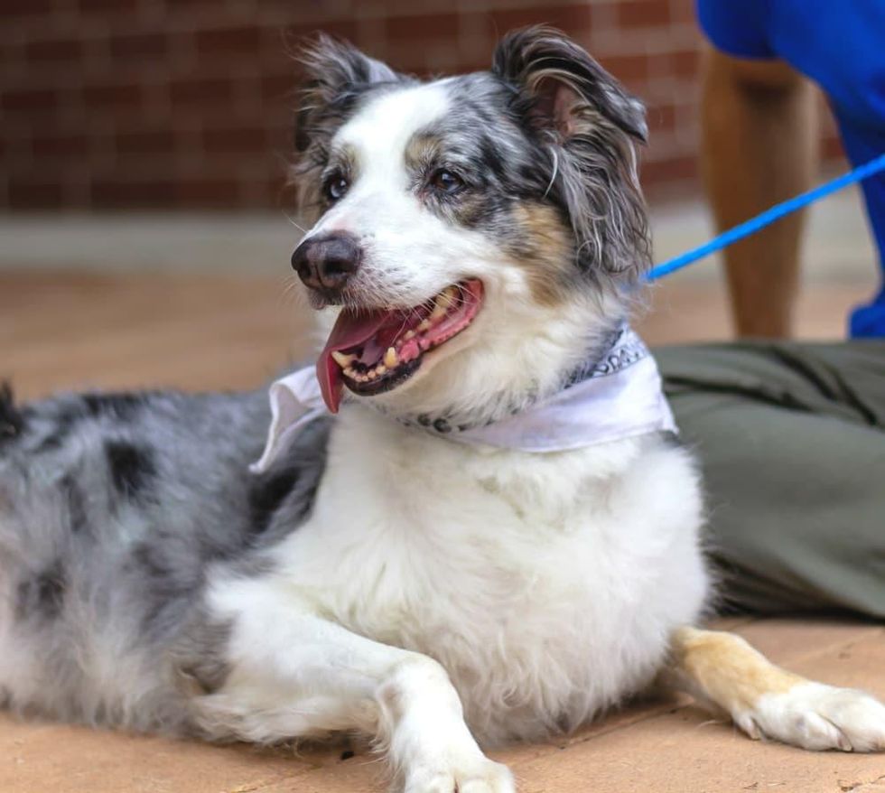Pet of the Week - Zader Aussie