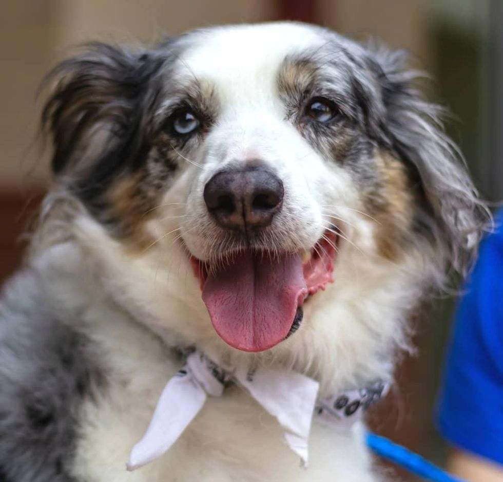 Pet of the Week - Zader Aussie
