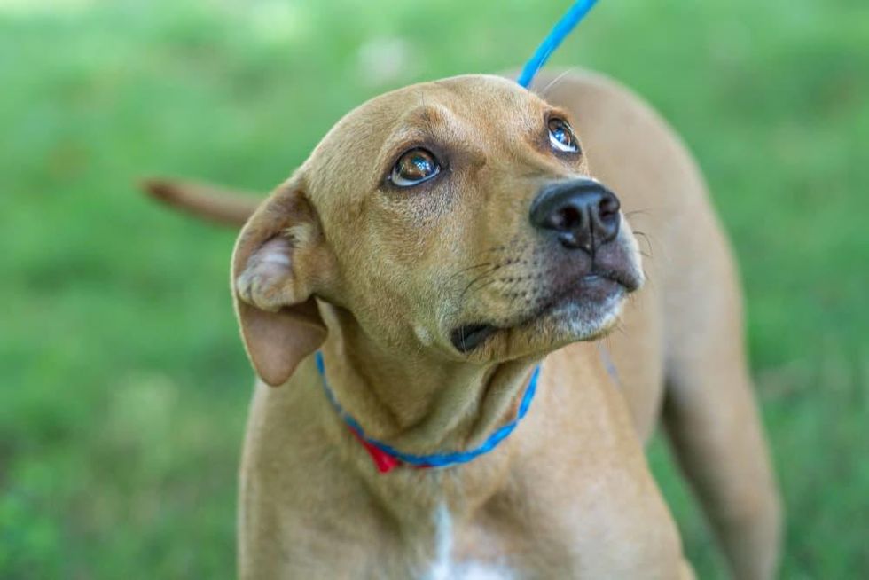 Pet of the week - Zaina retriever