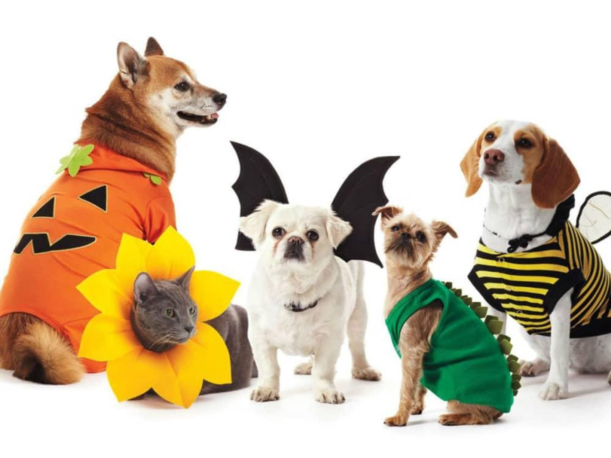 Pet Parade and Costume Contest
