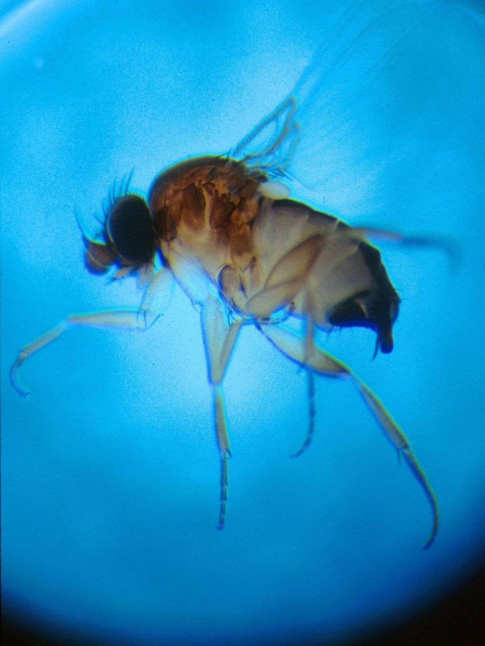 Phorid Fly