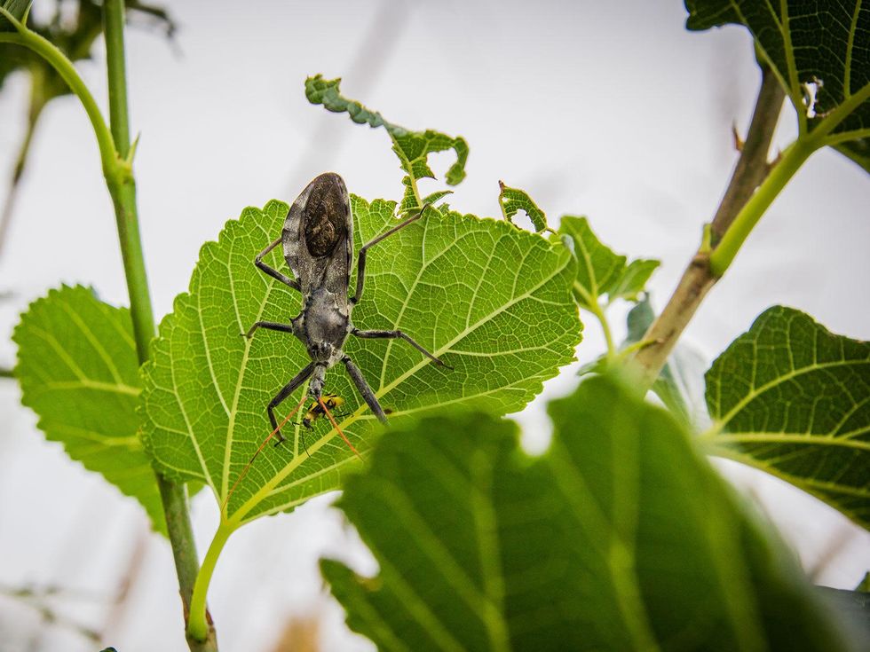 Photo of assassin bug eating cucumber beetle.