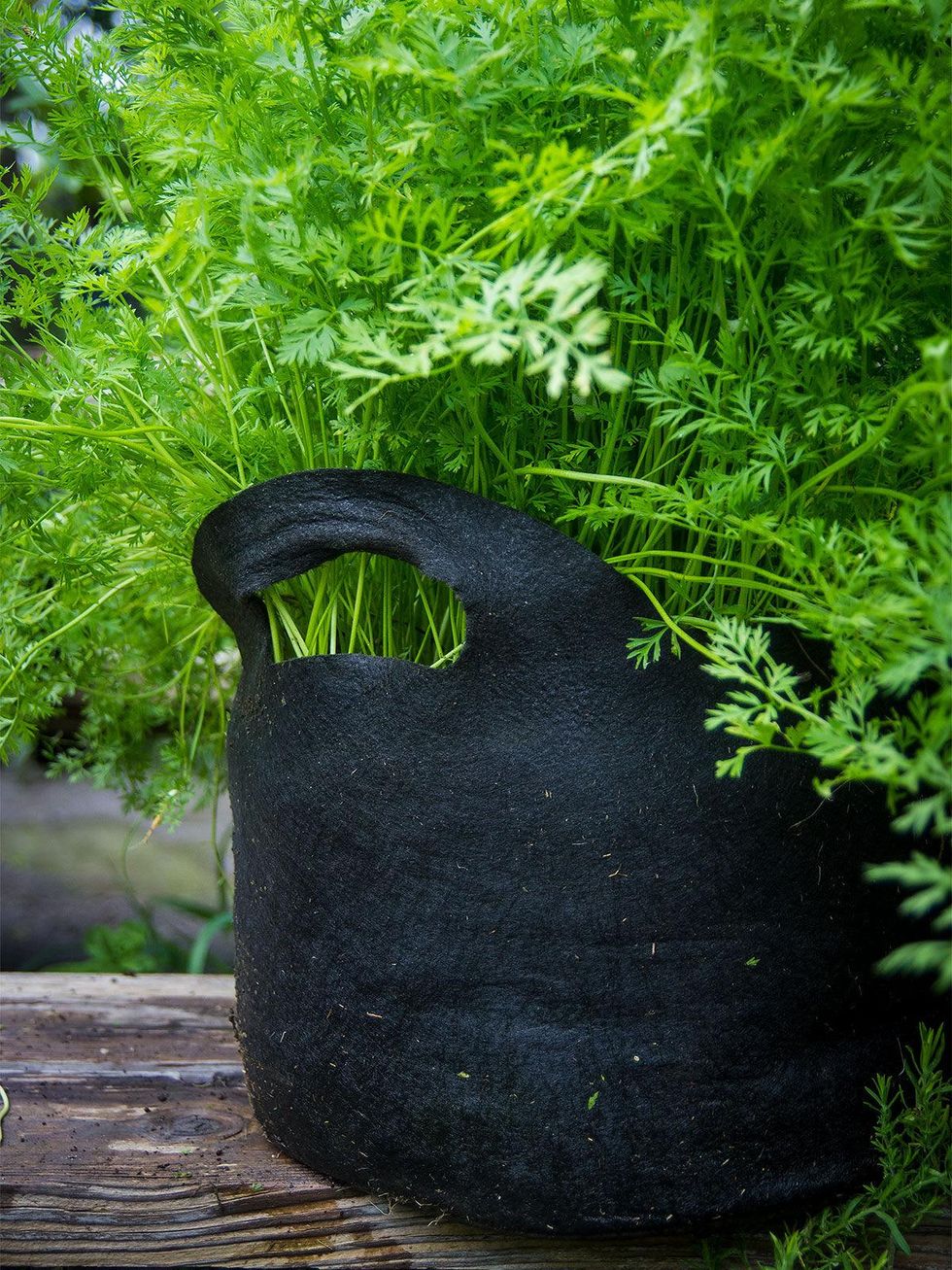 Photo of carrots growing a cloth pot.