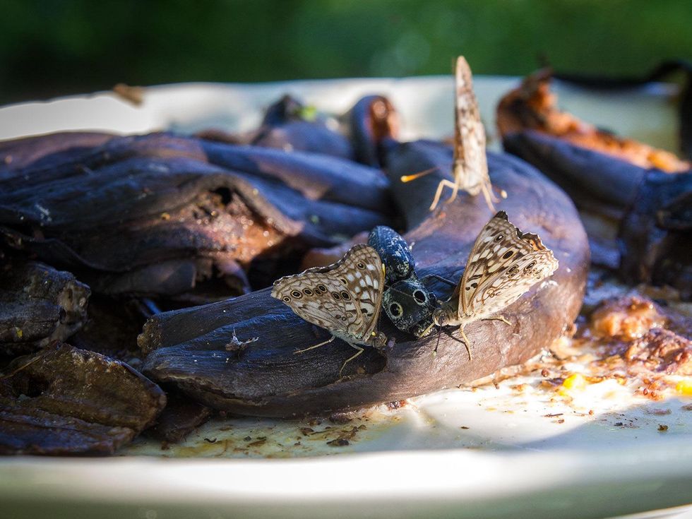 Photo of click beetle feeding between two butterflies