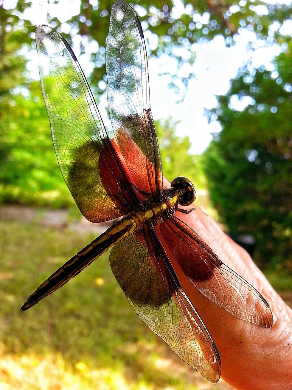 Photo of dragonfly