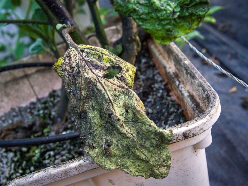 Photo of eggplant leaf affected by aphids