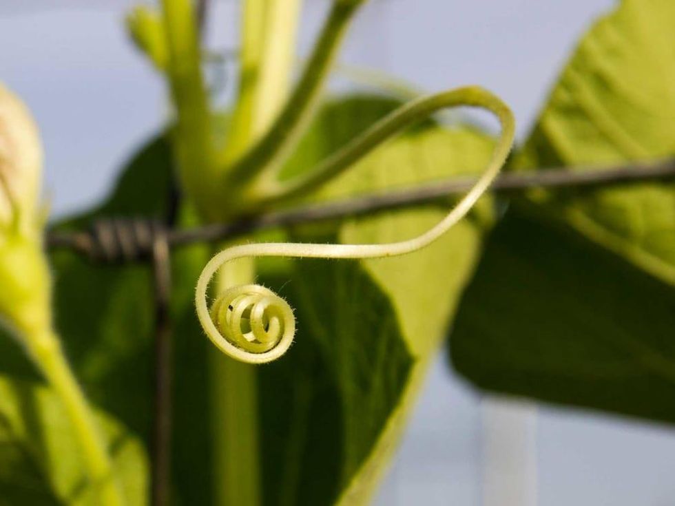 Photo of gourd tendril