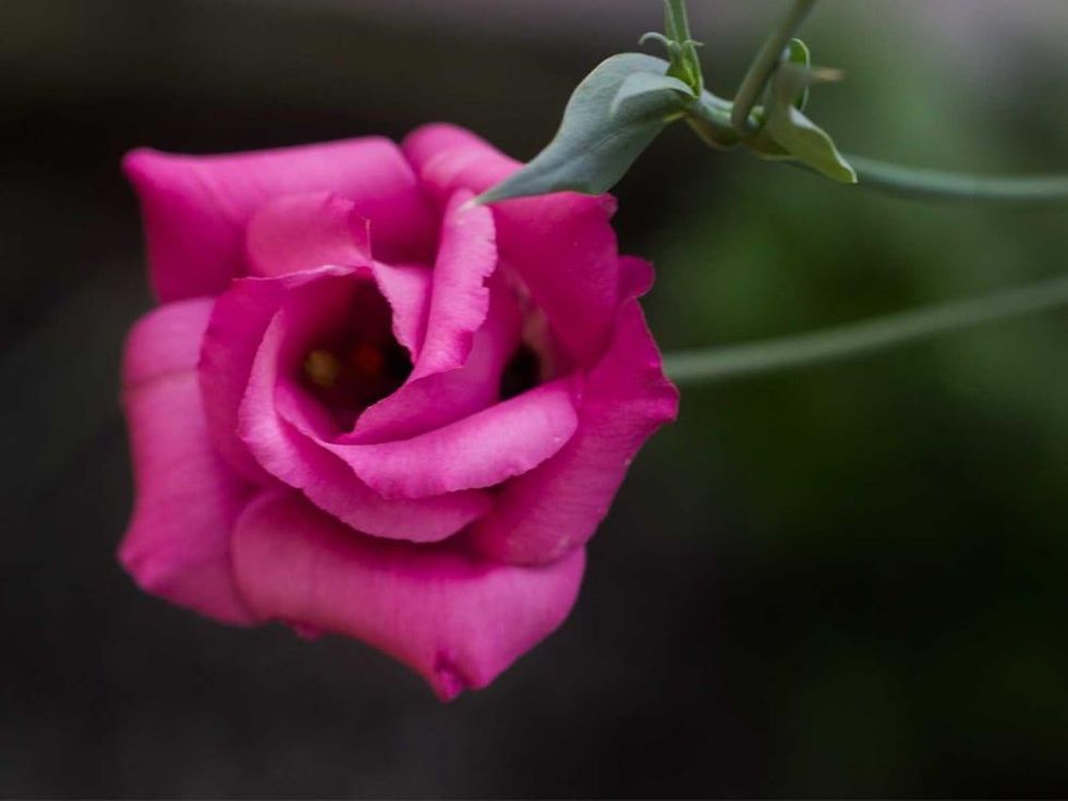 Photo of lisianthus flower