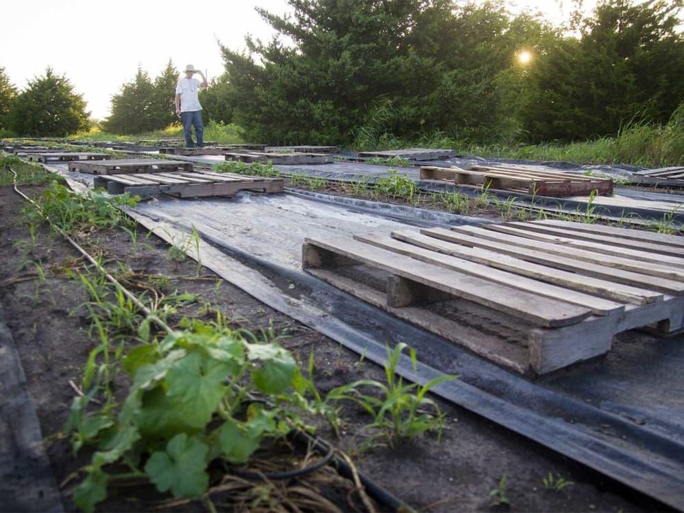 Photo of Marshall Hinsley among pallets and melon vines