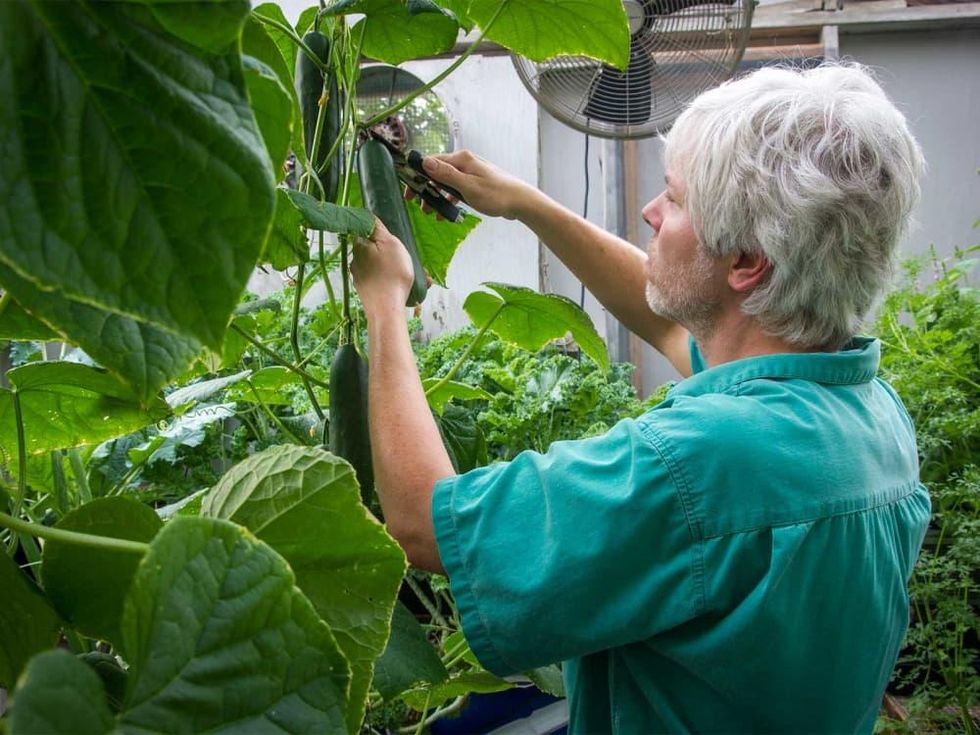 Photo of Marshall Hinsley picking a seedless cucumber from a vine in a greenhouse