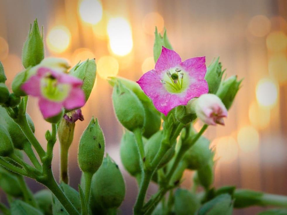 Photo of nicotiana flowers