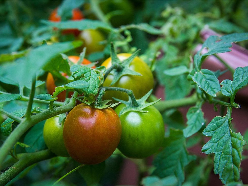 Photo of Punta Band tomatoes growing on a vine
