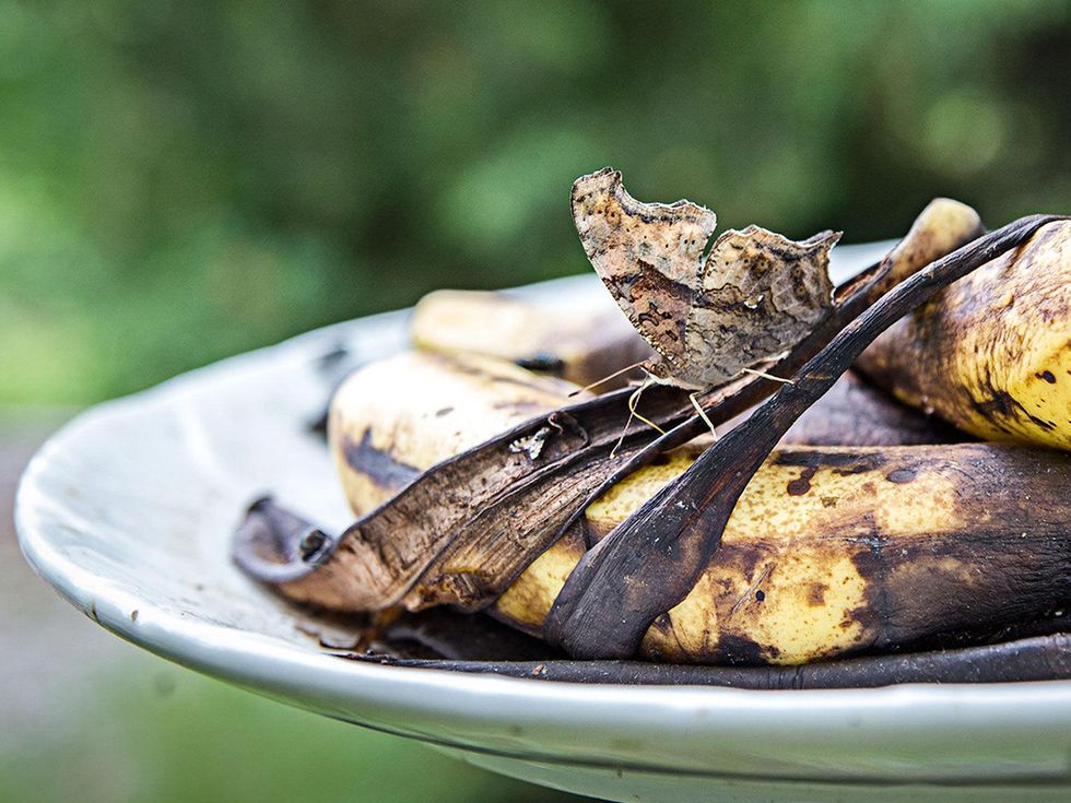 Photo of question mark butterfly