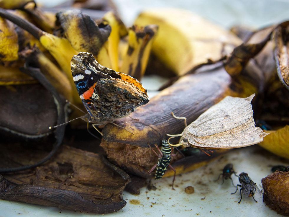 Photo of red admiral butterfly and leafwing