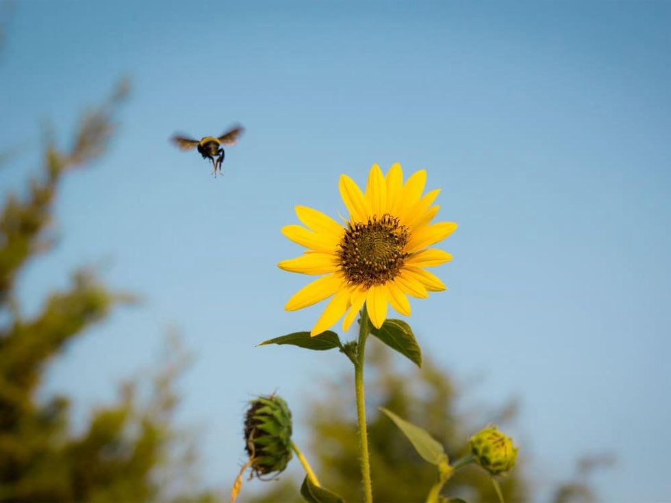 Photo of sunflower and carpenter bee