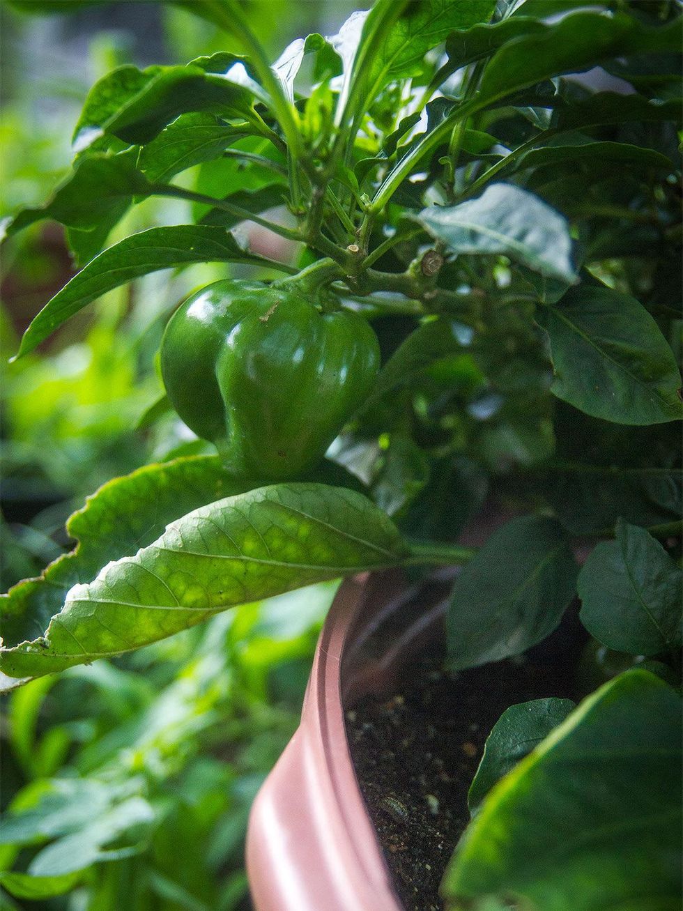 Photo of sweet peppers growing in a container