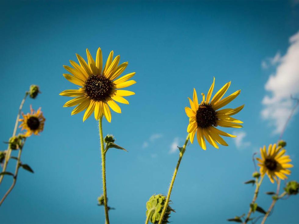 Photo of two common sunflowers against an azure sky