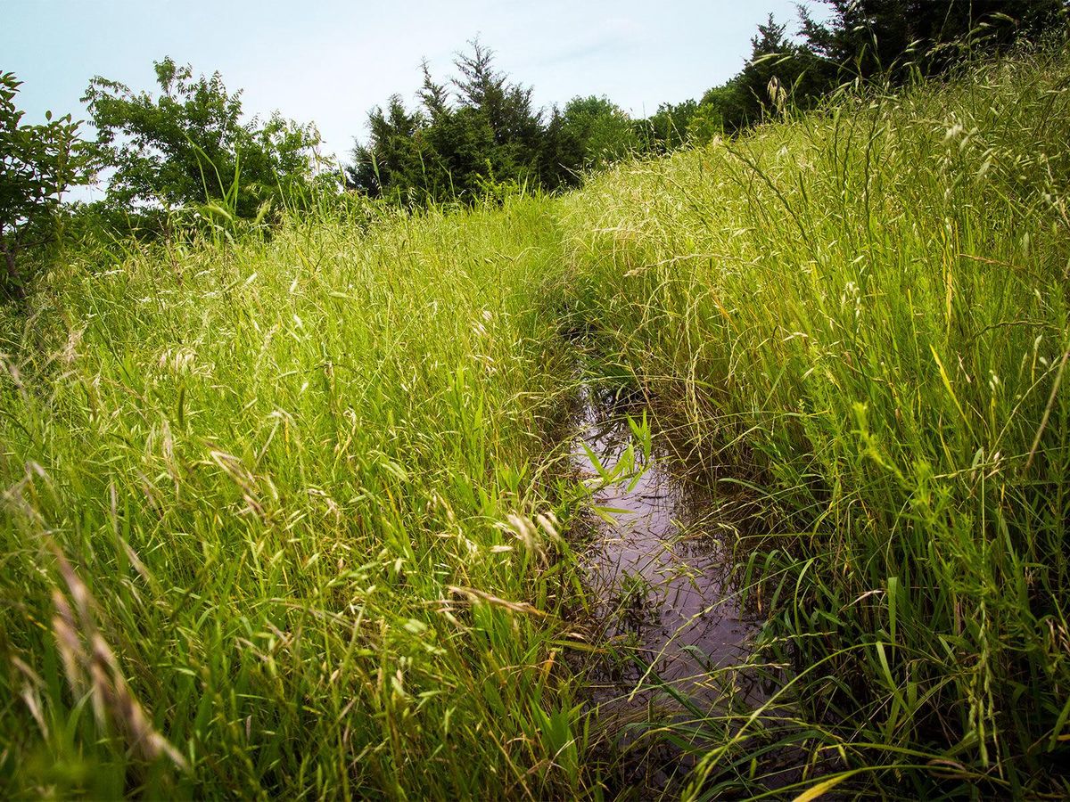 Tall grass and humid conditions near Marshall Hinsley's field crops