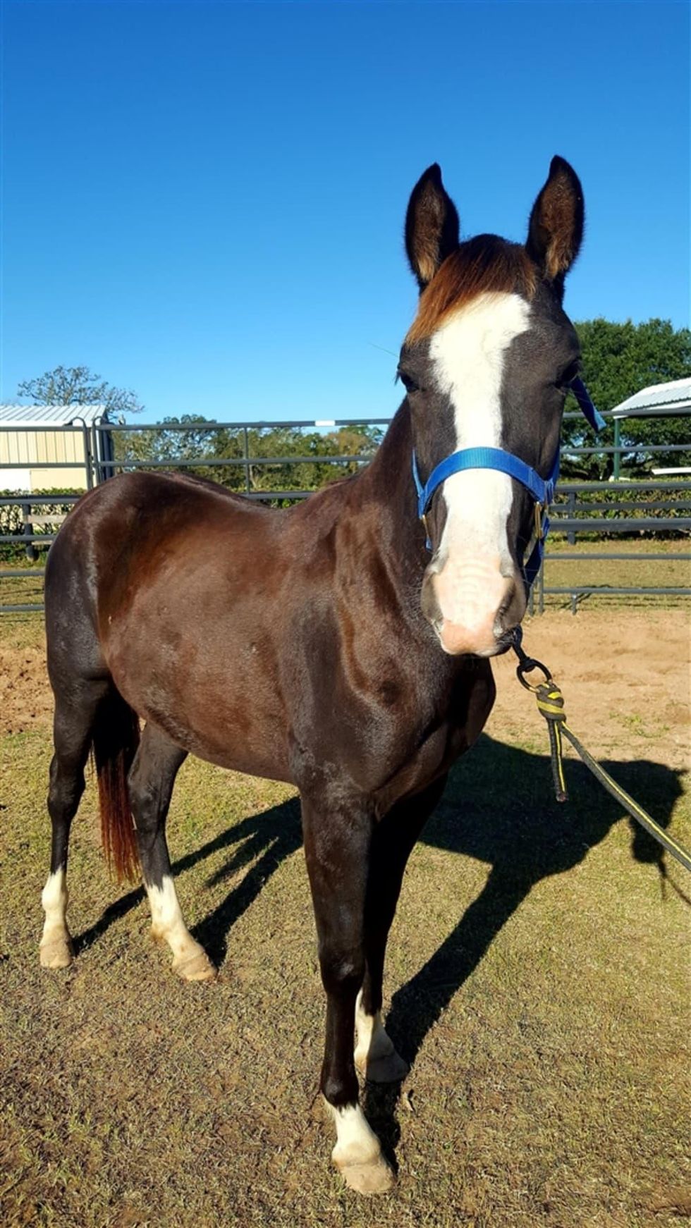 Pickle the Quarterhorse Houston SPCA Hoffman column