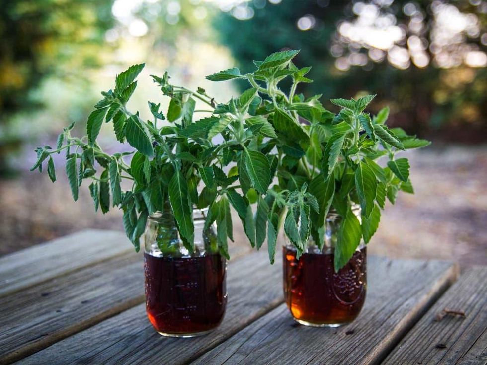 Picture of basil stem cuttings rooting in water