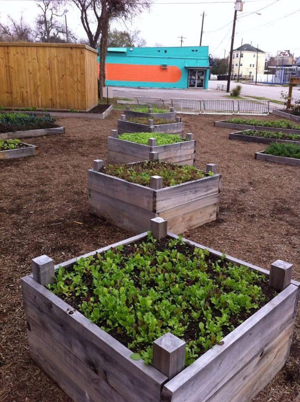 Planted Edible Earth garden Coltivare