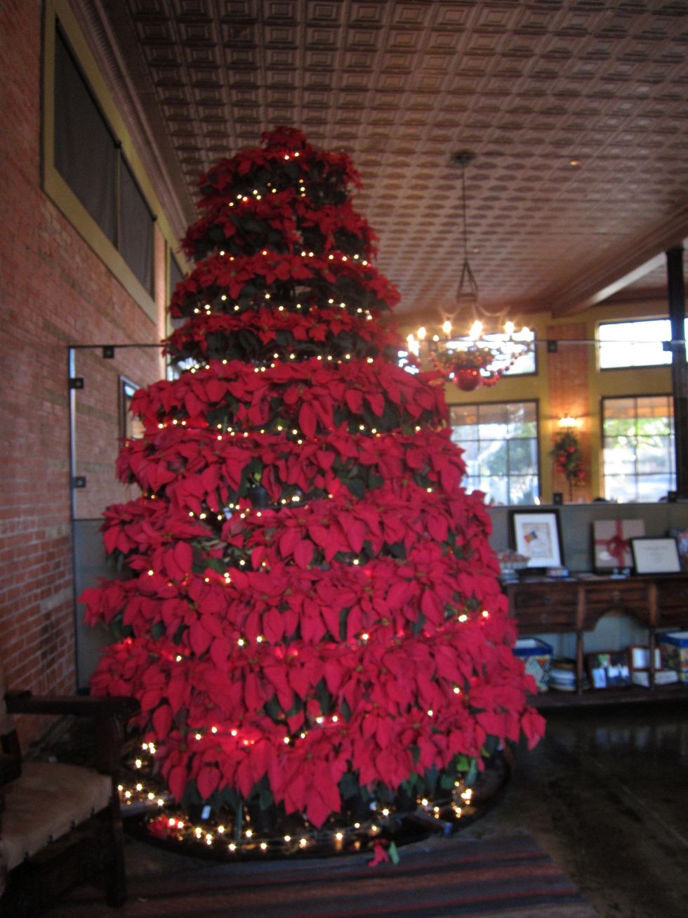 Poinsettia tree at Hugo\u2019s December 2014