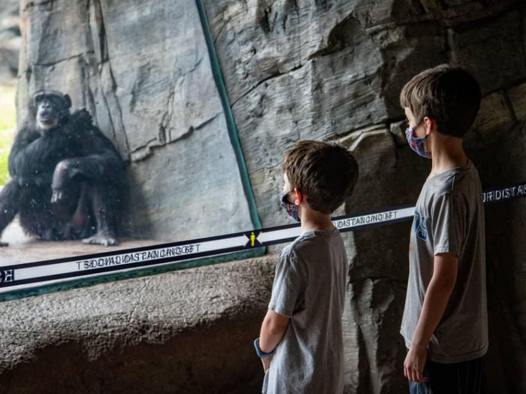 Primate Houston Zoo