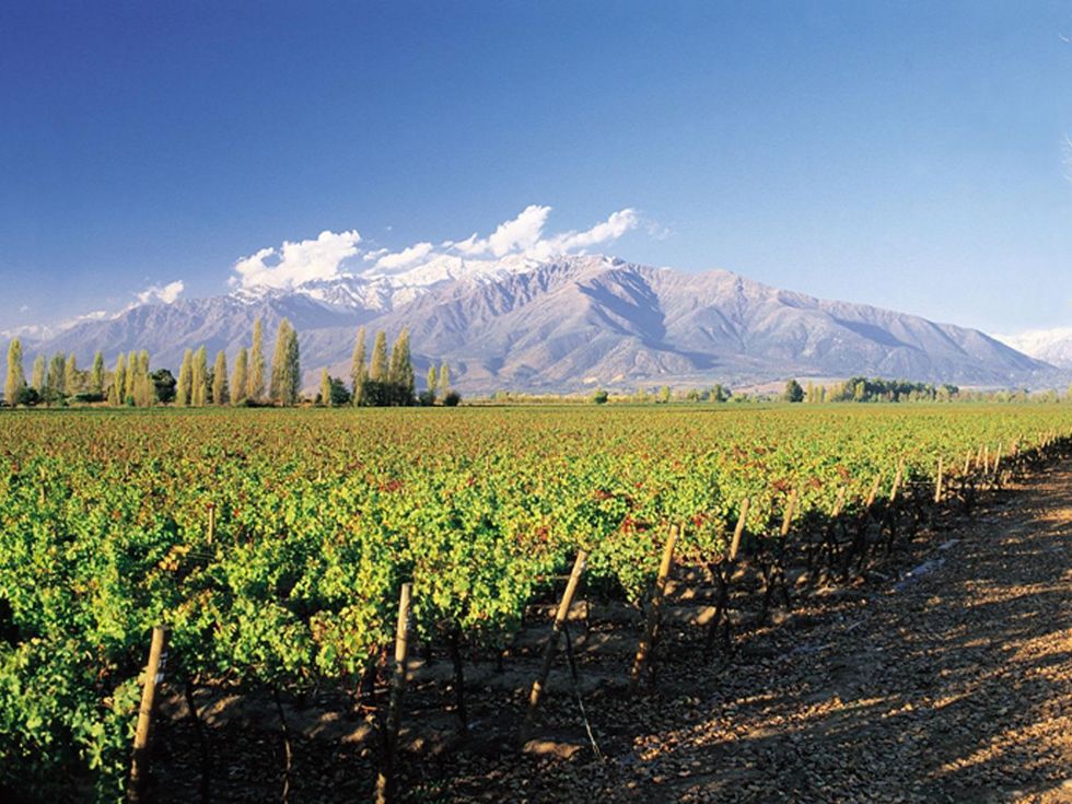 Puente Alto Vineyard in upper Maipo for don Melchor wine