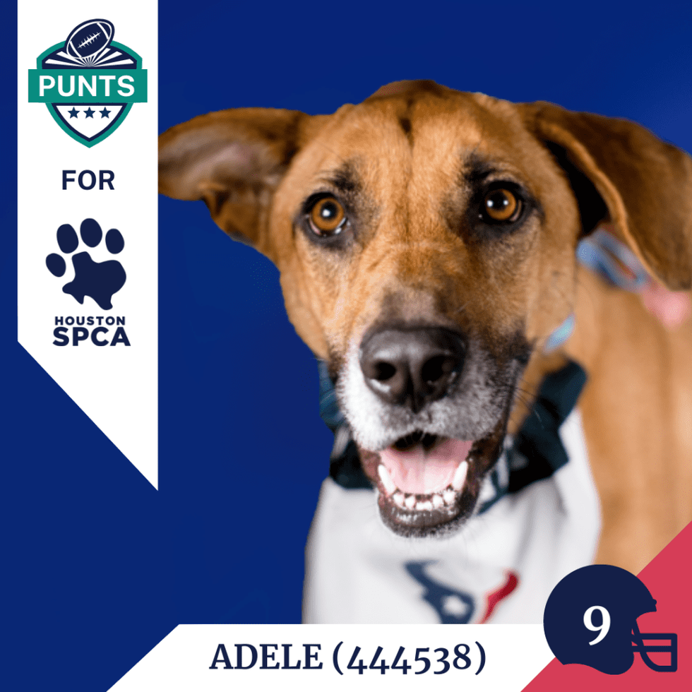 Punts for Pups player card