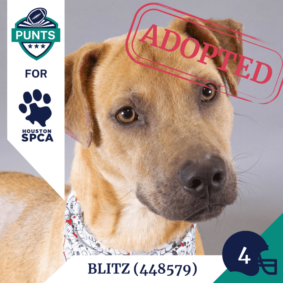 Punts for Pups player card