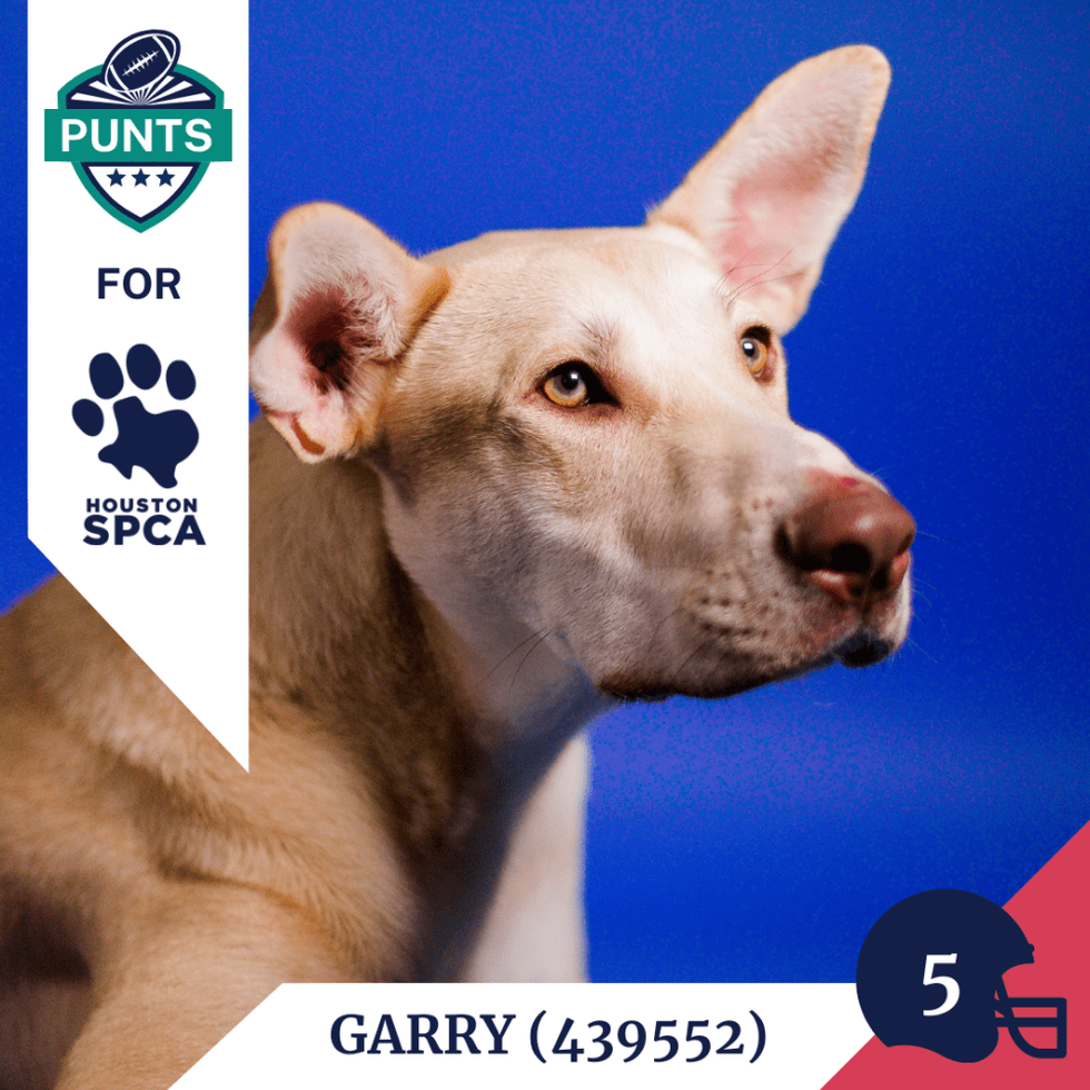 Punts for Pups player card