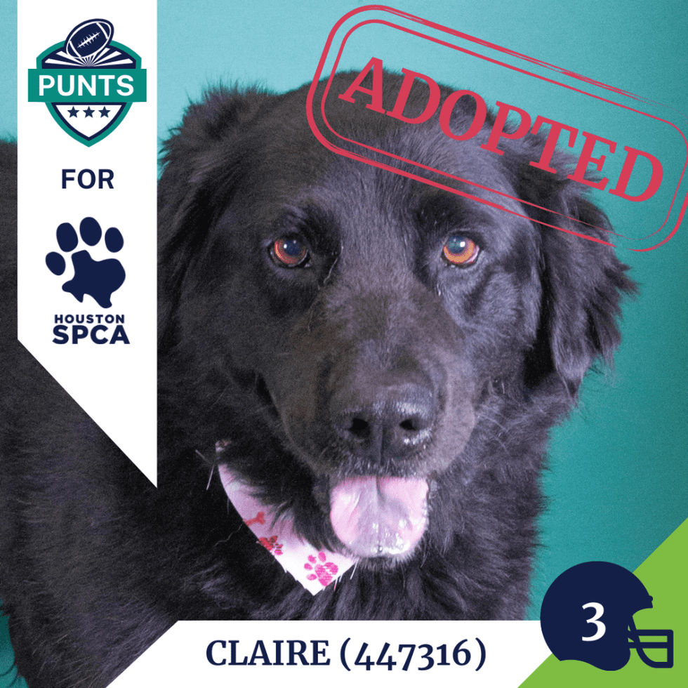 Punts for Pups player card