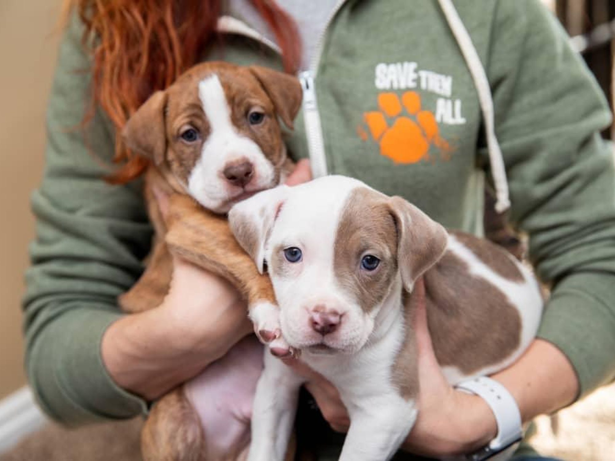 New virtual pet adoption event helps Houstonians find furry friends -  CultureMap Houston