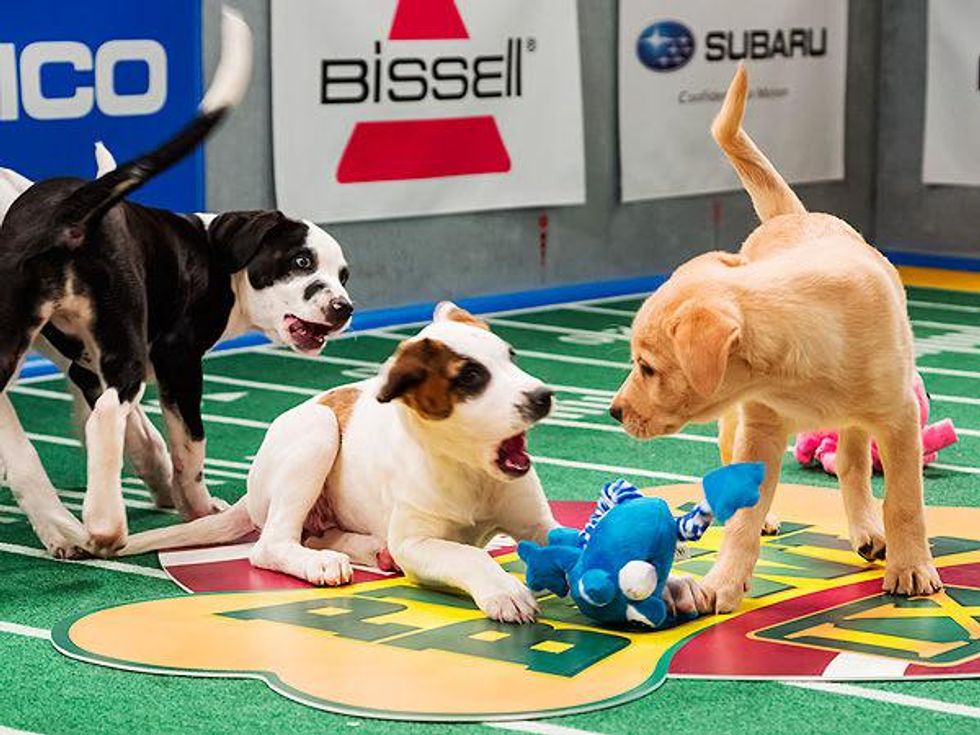 Puppy Bowl 2014