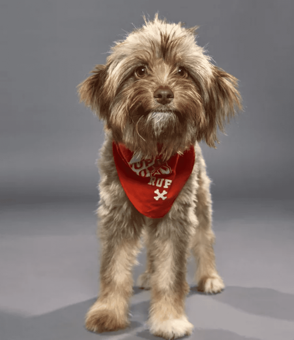 Puppy Bowl Strudel Houston CAP