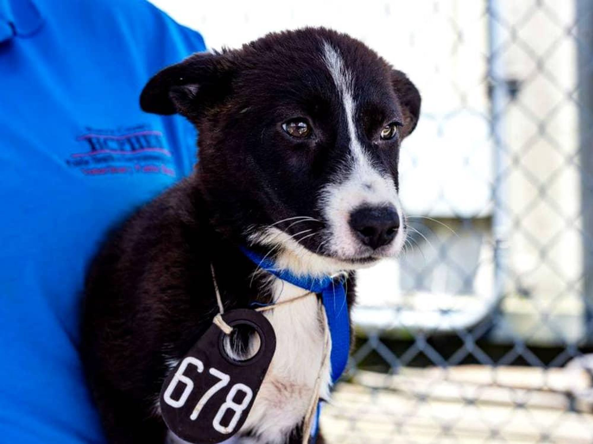 puppy houston Harris County Animal Shelter
