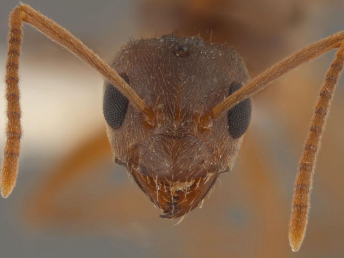 Meet the enemy A Rasberry crazy ant. CultureMap Houston