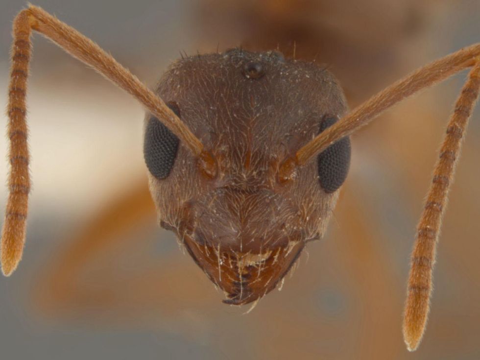 Raspberry crazy ant closeup crazy ants