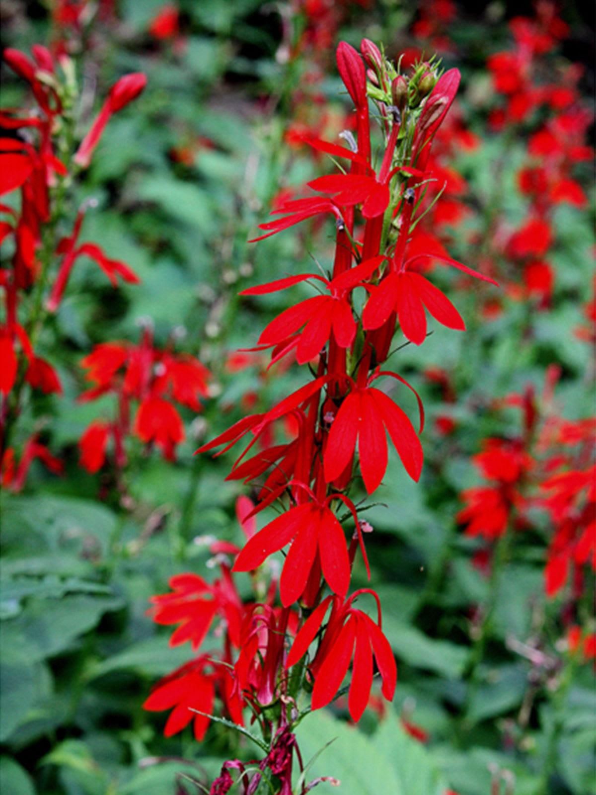 Cardinal flowers are a popular purchase during the Houston Arboretum's